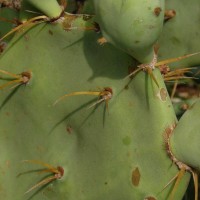 Opuntia dillenii (Ker Gawl.) Haw.